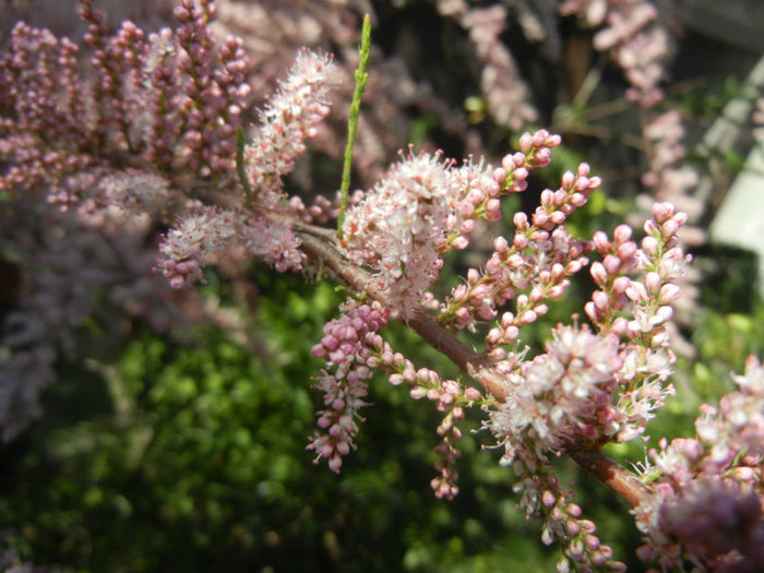 Tamarix tetranda (2014, April 26)