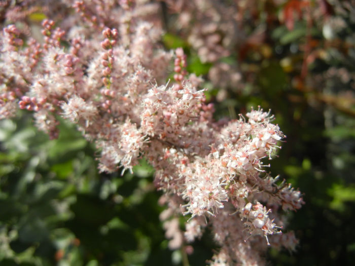 Tamarix tetranda (2014, April 26)