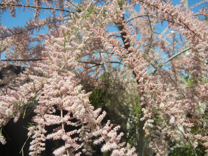 Tamarix tetranda (2014, April 26)
