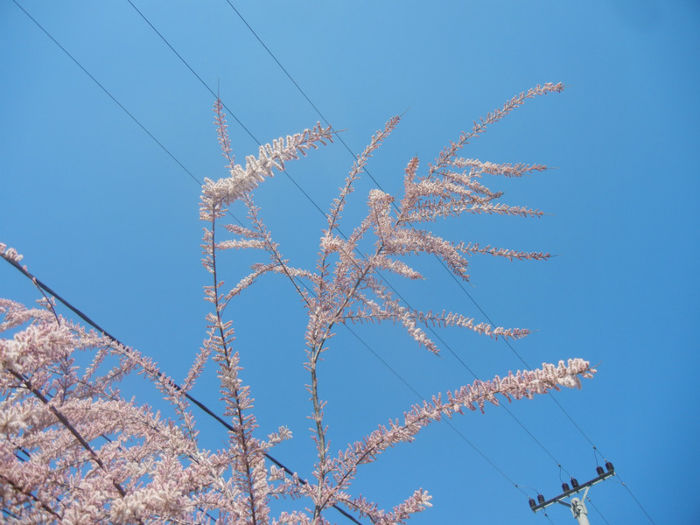 Tamarix tetranda (2014, April 26)