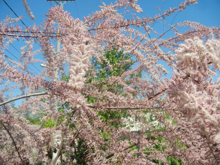 Tamarix tetranda (2014, April 26)