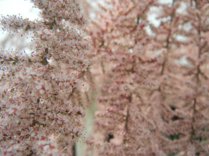 Tamarix tetranda (2014, April 27)