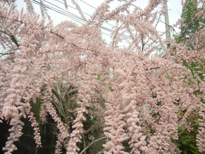 Tamarix tetranda (2014, April 27)