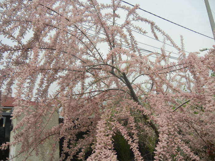 Tamarix tetranda (2014, April 27)