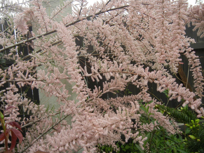 Tamarix tetranda (2014, April 28)