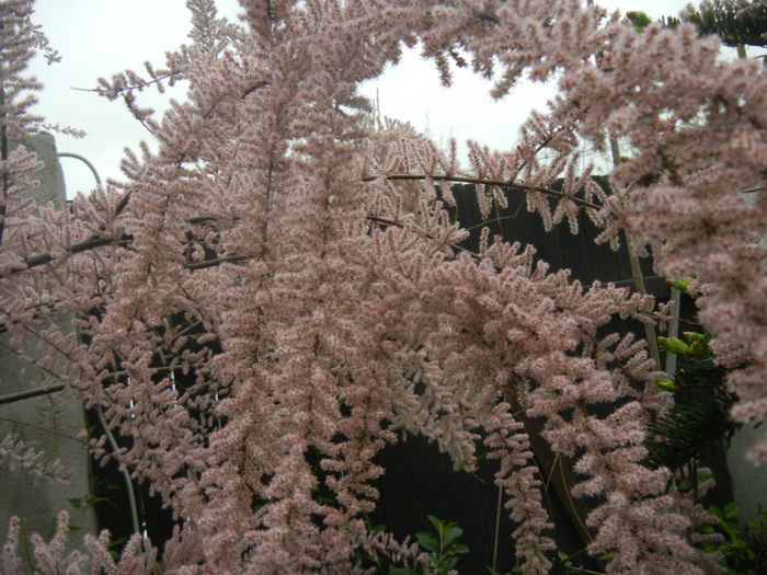 Tamarix tetranda (2014, April 28)