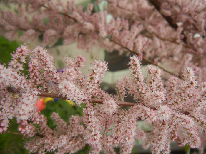 Tamarix tetranda (2014, April 28)