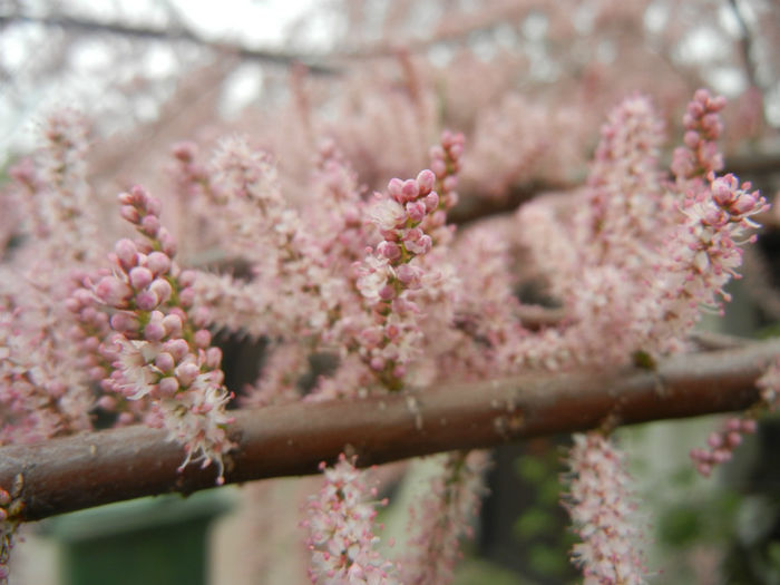 Tamarix tetranda (2014, April 28)