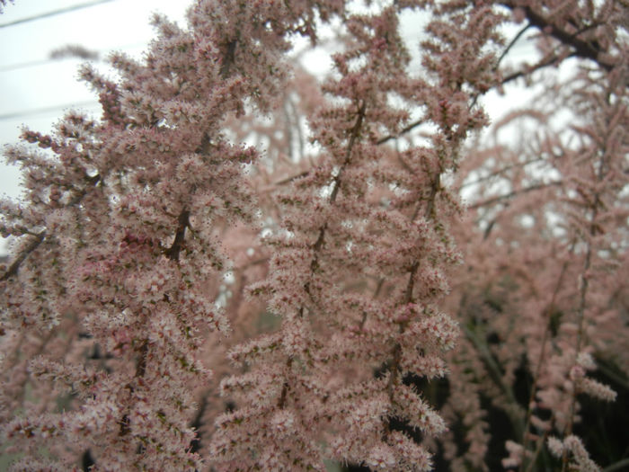 Tamarix tetranda (2014, April 28)