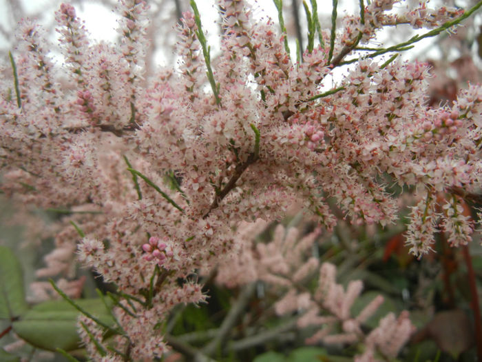 Tamarix tetranda (2014, April 28)