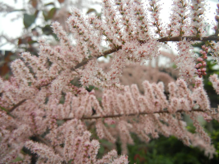 Tamarix tetranda (2014, April 28)