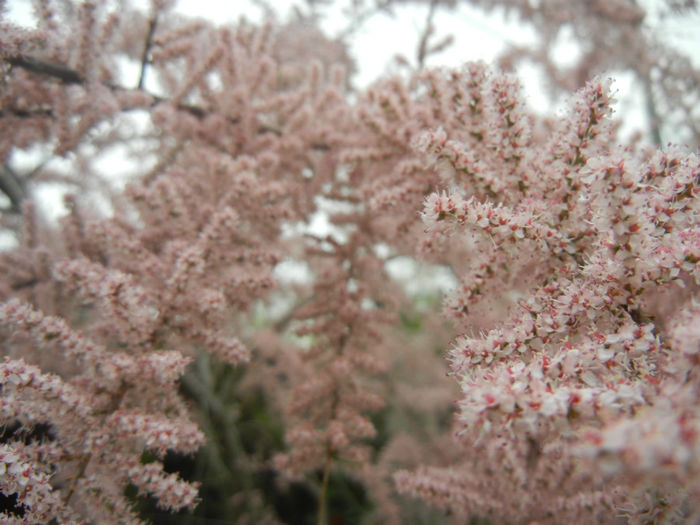 Tamarix tetranda (2014, April 28)