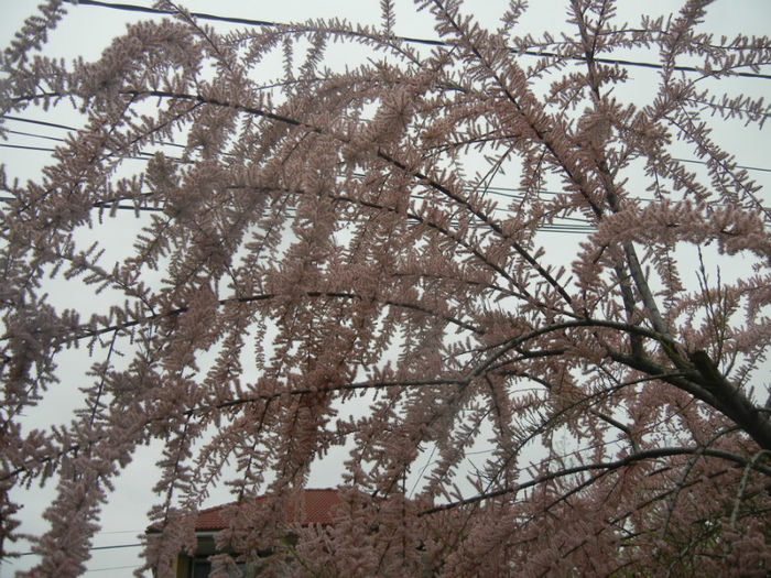 Tamarix tetranda (2014, April 28)