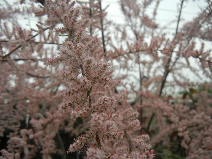 Tamarix tetranda (2014, April 28)