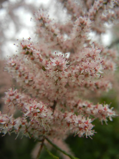 Tamarix tetranda (2014, April 28)