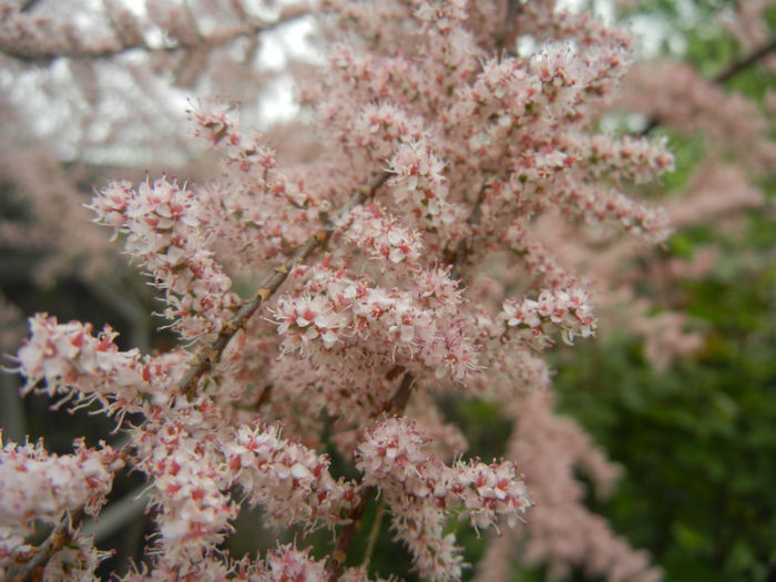 Tamarix tetranda (2014, April 28)