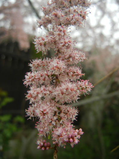 Tamarix tetranda (2014, April 28)