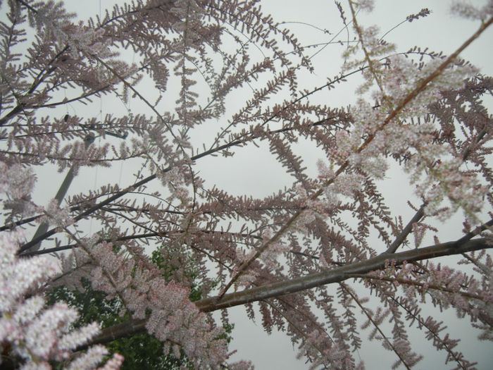 Tamarix tetranda (2014, April 28)