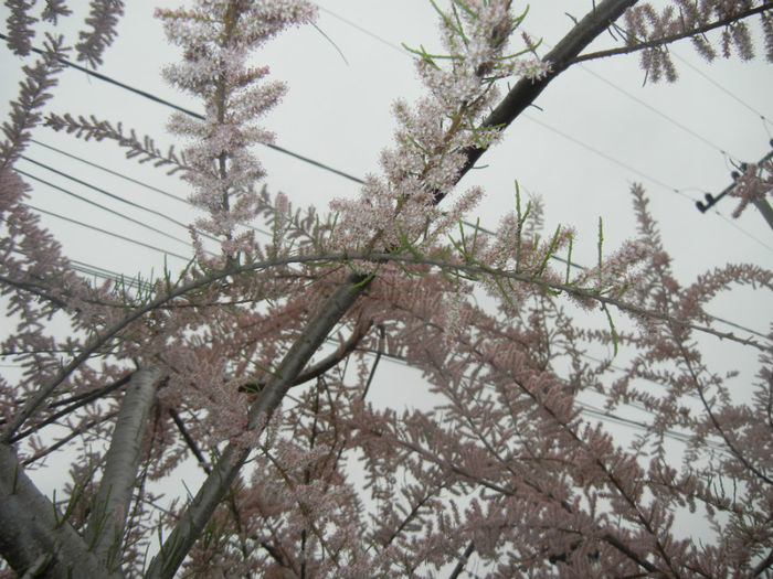 Tamarix tetranda (2014, April 28)