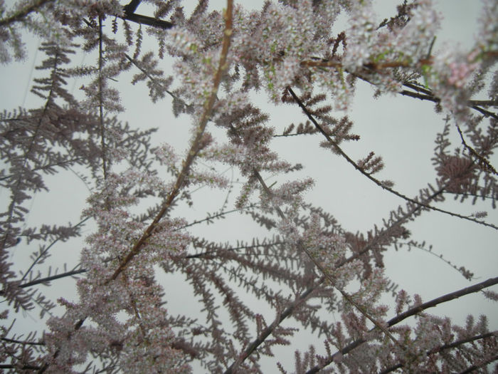 Tamarix tetranda (2014, April 28)