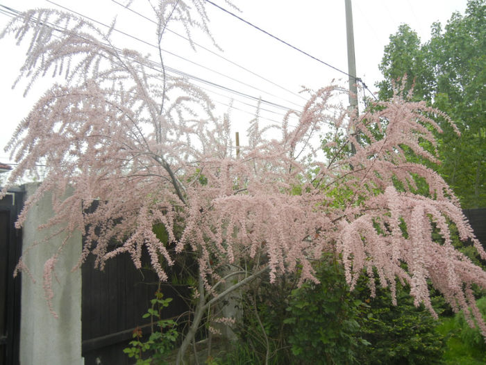 Tamarix tetranda (2014, April 28)