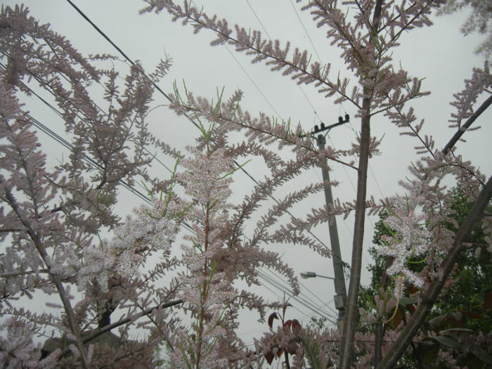 Tamarix tetranda (2014, April 28)