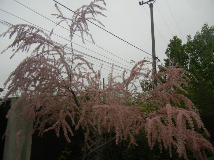 Tamarix tetranda (2014, April 28) - Tamarix tetranda