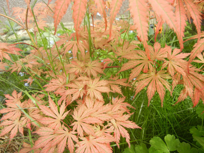 Acer palmatum Ariadne (2014, April 27) - Acer palmatum Ariadne