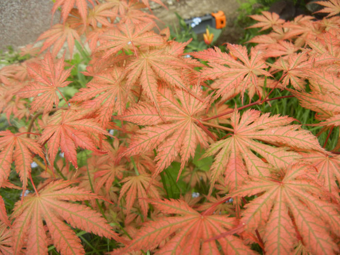 Acer palmatum Ariadne (2014, April 27)