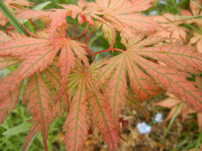 Acer palmatum Ariadne (2014, April 27)