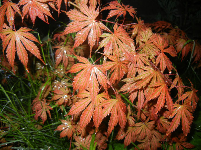 Acer palmatum Ariadne (2014, April 27)