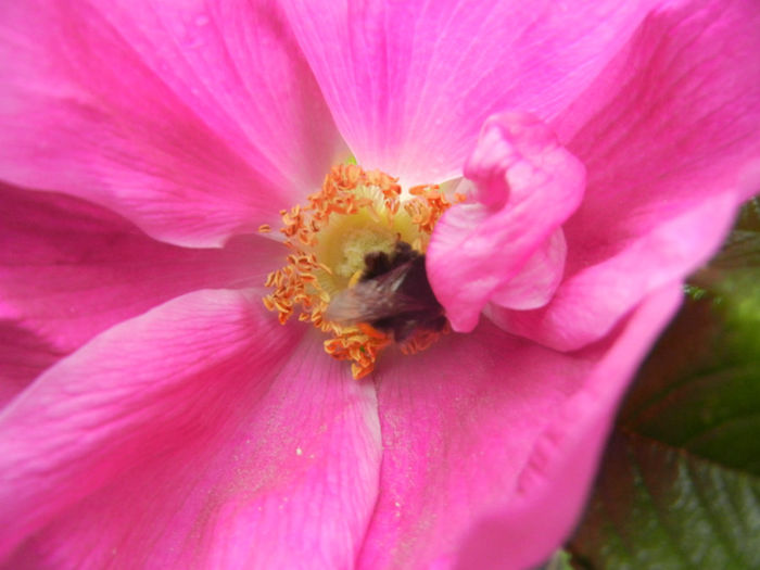 Rosa rugosa (2014, April 28) - ROSA Rugosa_Rugosa Rose