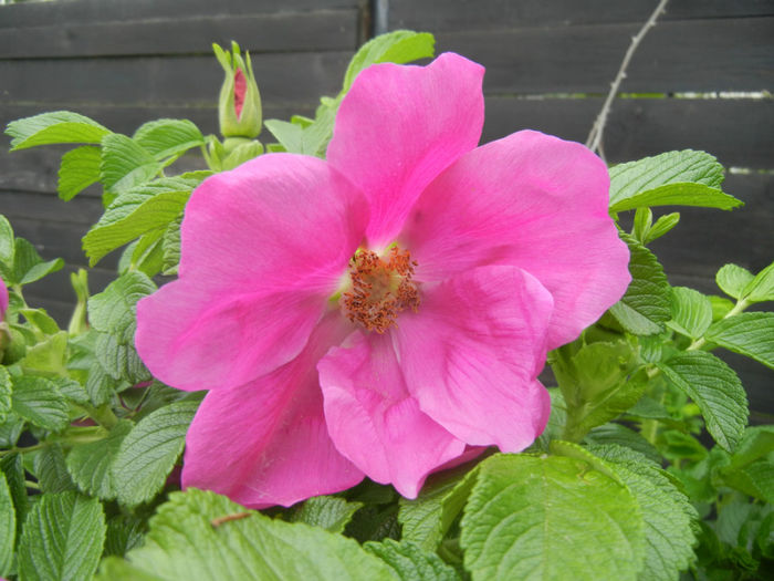 Rosa rugosa (2014, April 28) - ROSA Rugosa_Rugosa Rose
