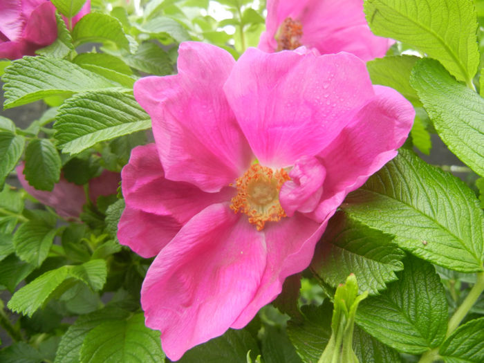 Rosa rugosa (2014, April 28)