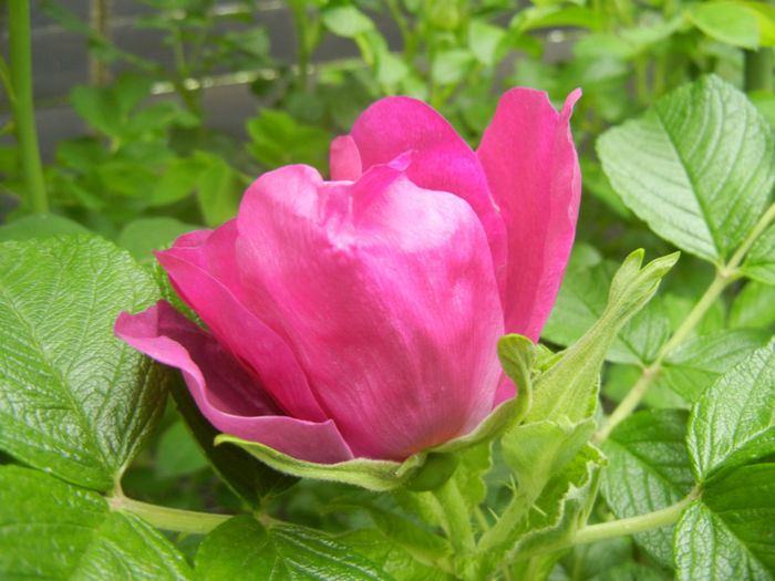 Rosa rugosa (2014, April 28)