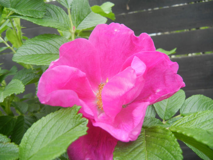 Rosa rugosa (2014, April 28)