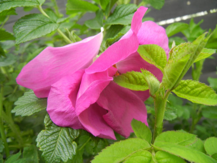 Rosa rugosa (2014, April 28)