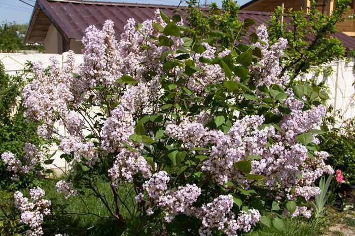 10154390_444490092353730_1049693191465574094_n - a venit primavara -2014