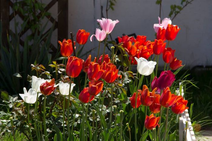 10155801_444490059020400_2935282802295214804_n - a venit primavara -2014