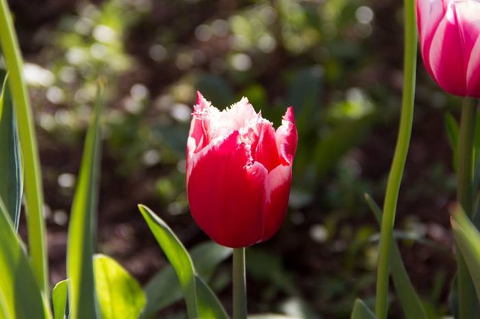 10168178_444491142353625_3061109649177453298_n - a venit primavara -2014