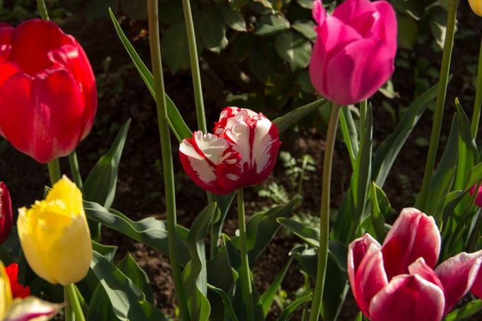 10177963_444491739020232_8103591851117661908_n - a venit primavara -2014