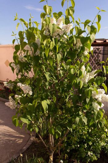 10252163_444492415686831_2868061686074818770_n - a venit primavara -2014