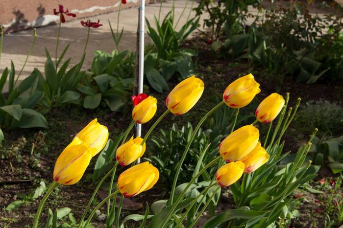 10256145_444492049020201_2346697368344823418_n - a venit primavara -2014