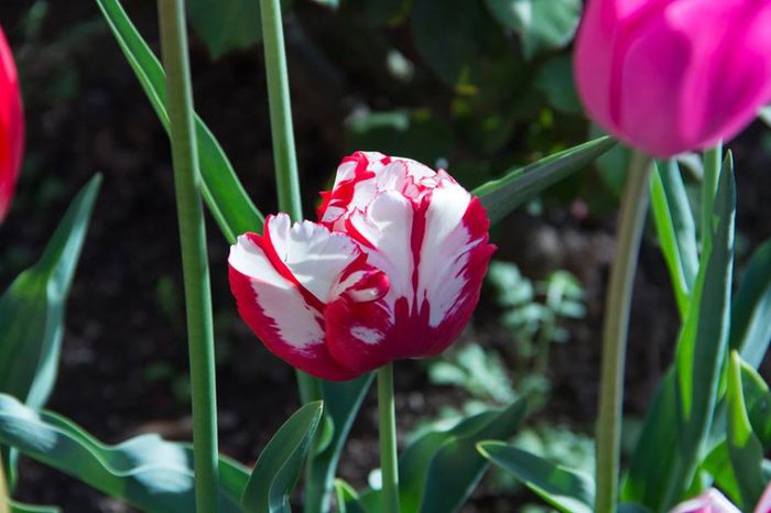 10256446_444491672353572_1199060409881105192_n - a venit primavara -2014