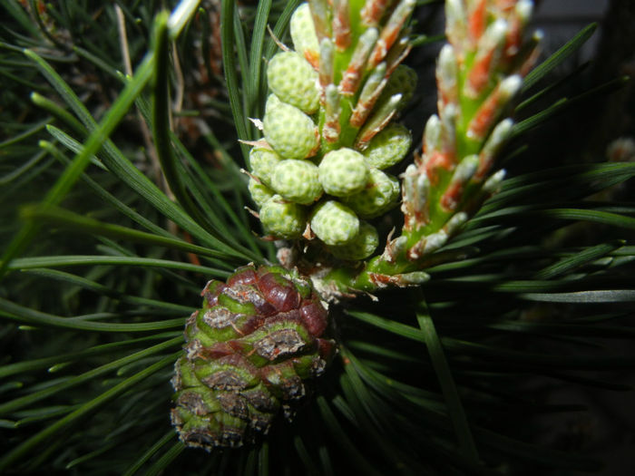 Pinus mugo Laurin (2014, April 24)
