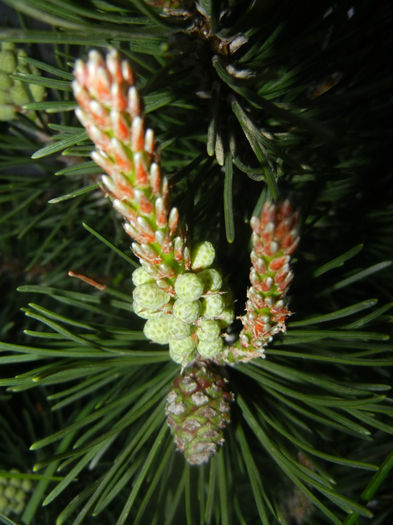 Pinus mugo Laurin (2014, April 24) - Pinus mugo Laurin