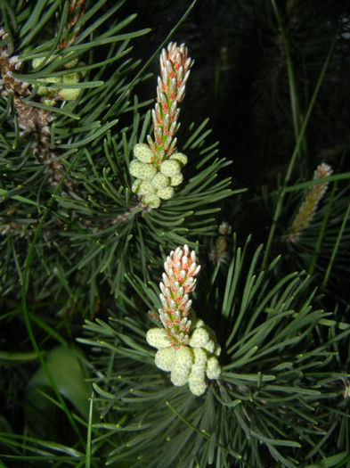 Pinus mugo Laurin (2014, April 24) - Pinus mugo Laurin