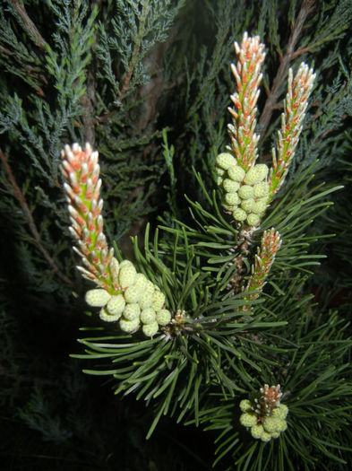 Pinus mugo Laurin (2014, April 24) - Pinus mugo Laurin