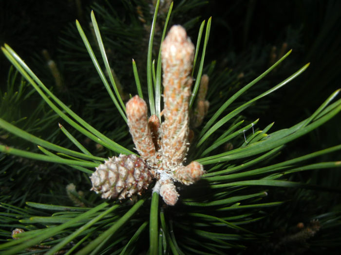Pinus mugo Mughus (2014, April 24) - Pinus mugo Mughus
