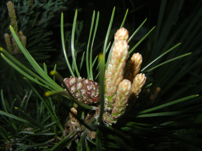 Pinus mugo Mughus (2014, April 24)